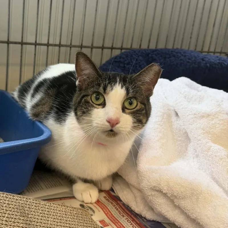 A young medium-sized female White Domestic Short Hair cat named Mina for adoption in Parma, OH