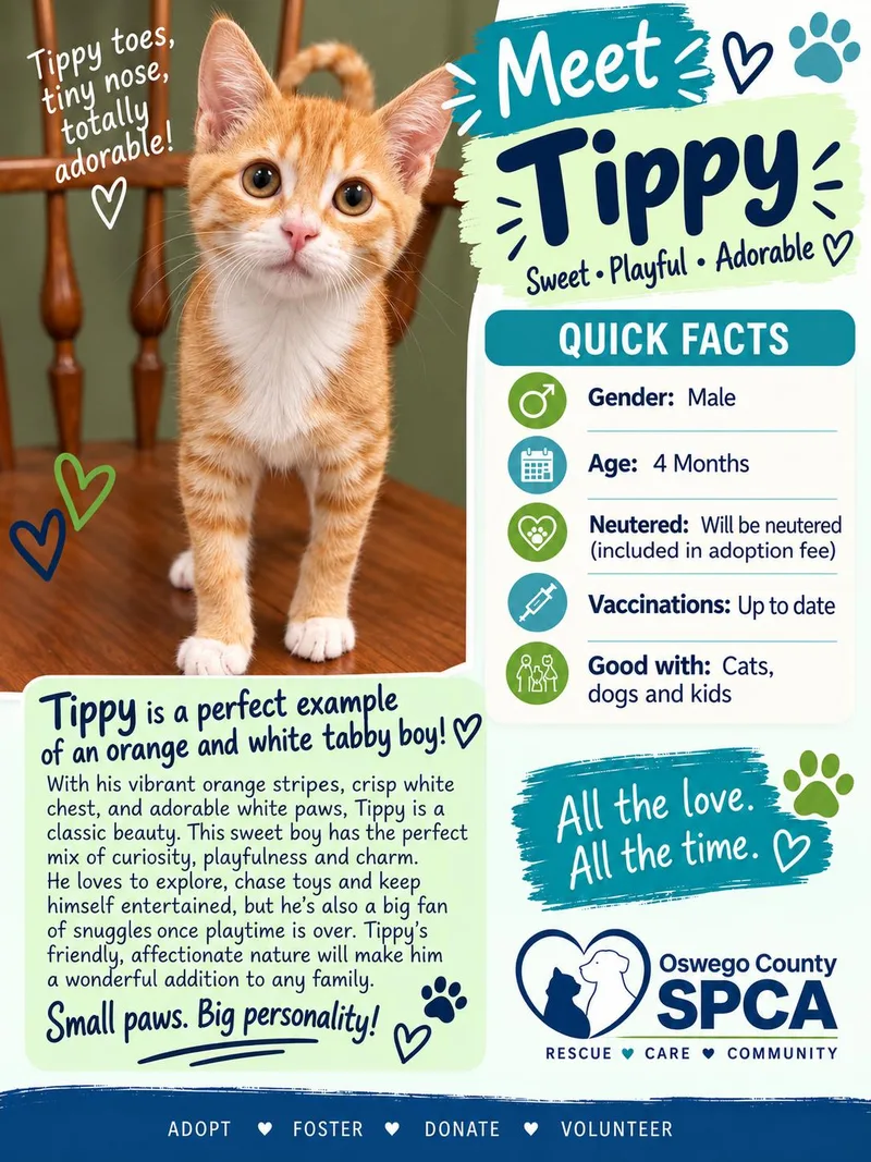A young medium-sized male Orange & White Domestic Short Hair cat named Tippy for adoption in Fulton, NY