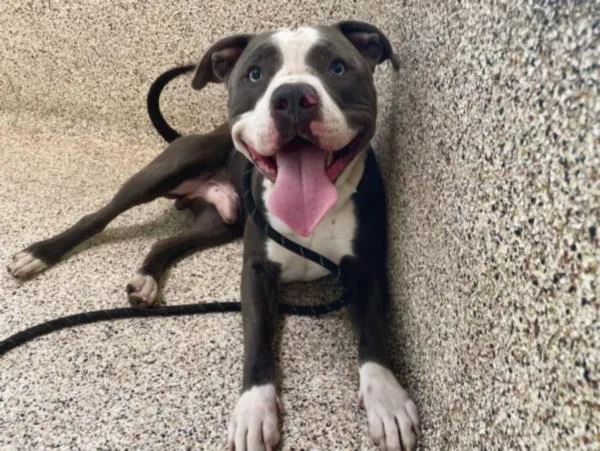 An adult large-sized male Pit Bull Terrier dog named Bruce for adoption in Los Angeles, CA