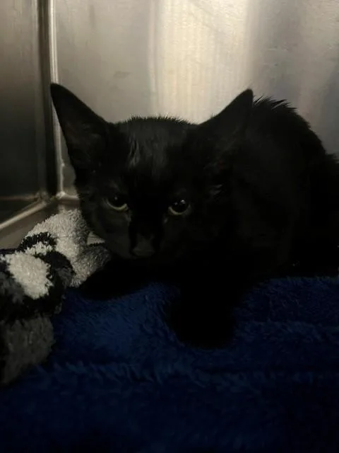 A baby small-sized female Domestic Short Hair cat named Mandy for adoption in Fayetteville, NC