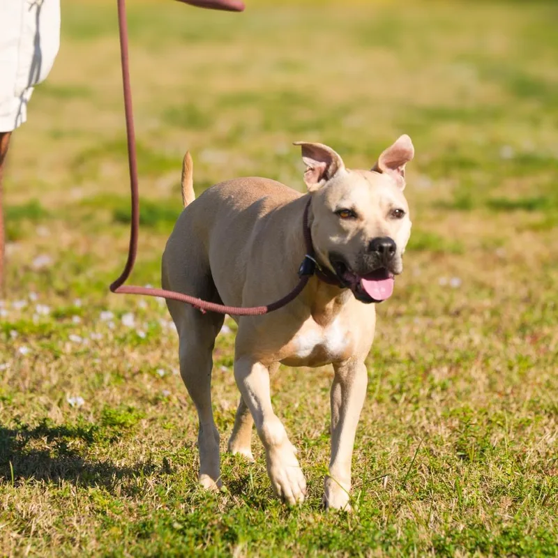 An adult medium-sized male Yellow / Tan / Blond / Fawn Mixed Breed dog named Major for adoption in LOXAHATCHEE, FL