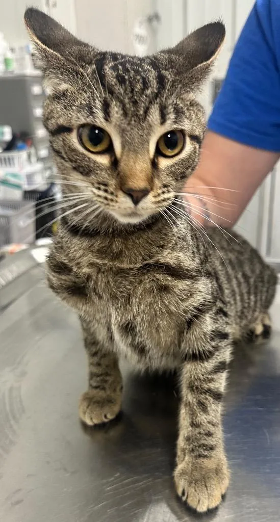 A baby small-sized female Domestic Short Hair cat named Sophie for adoption in Hillsdale, IN