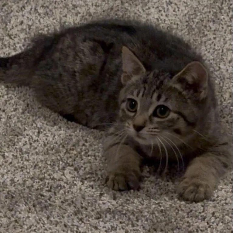 A baby medium-sized male Tabby (Brown / Chocolate) Tabby cat named Simba for adoption in East Amherst, NY