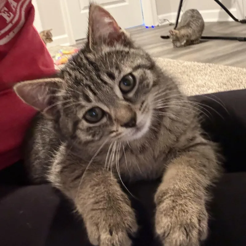 Simba thumbnail 3