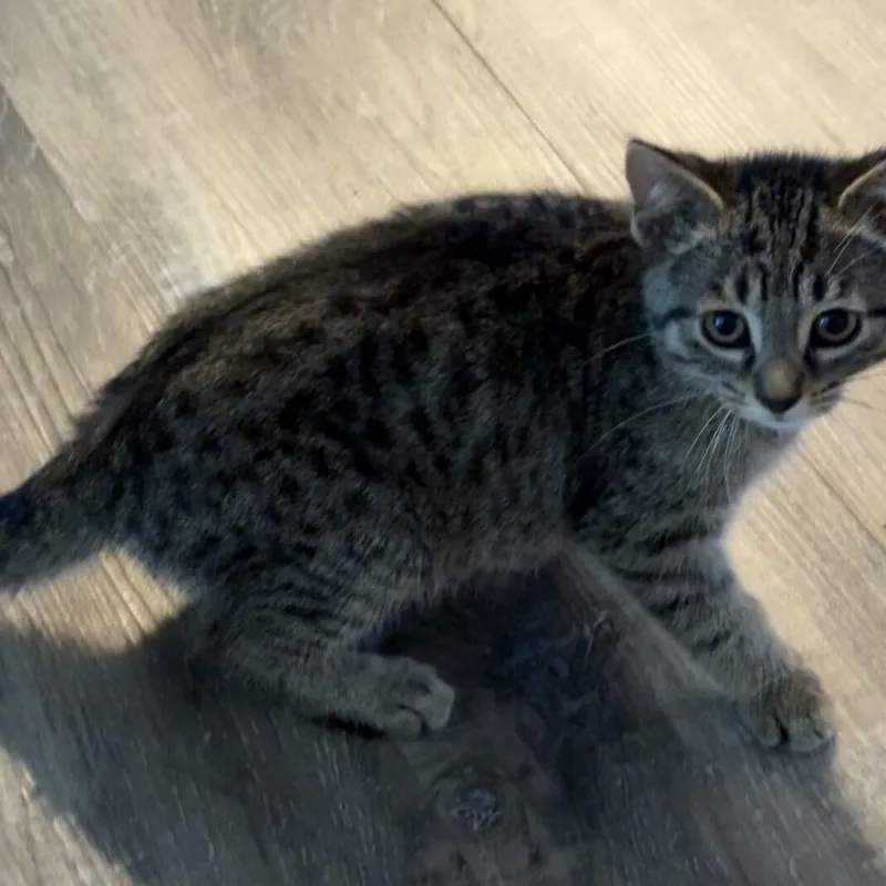 Simba thumbnail 6