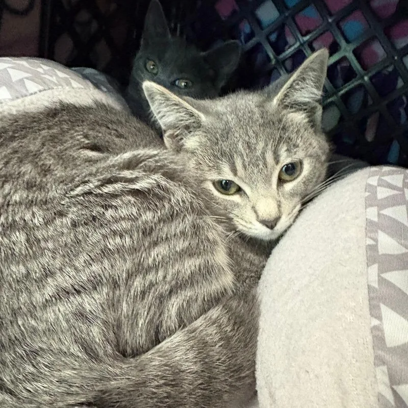 A baby small-sized female Gray / Blue / Silver Domestic Short Hair cat named Liz for adoption in Brockton, MA