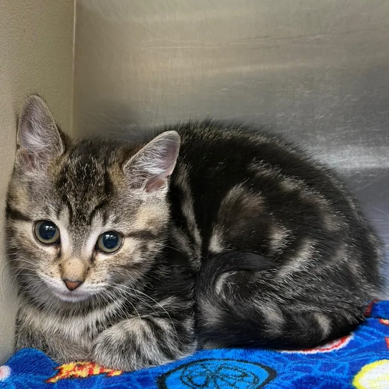 A baby small-sized female Brown / Chocolate Domestic Short Hair cat named Opossum for adoption in Newark, NJ