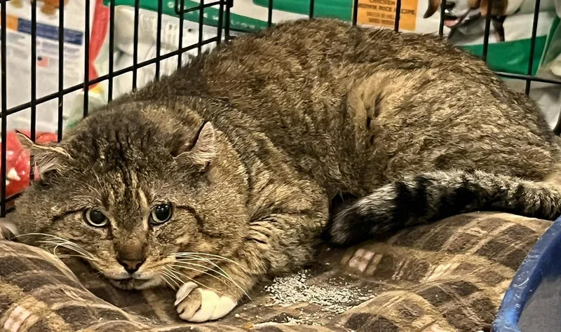 An adult large-sized male Domestic Short Hair cat named Omari for adoption in Pryor, OK