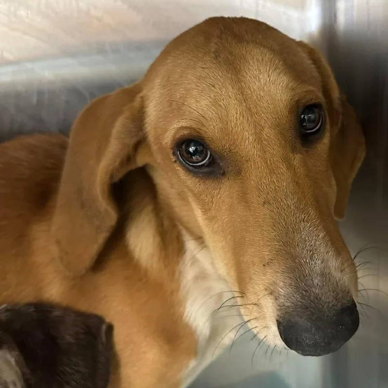 A baby medium-sized female Coonhound dog named Claudia for adoption in Bastrop, TX