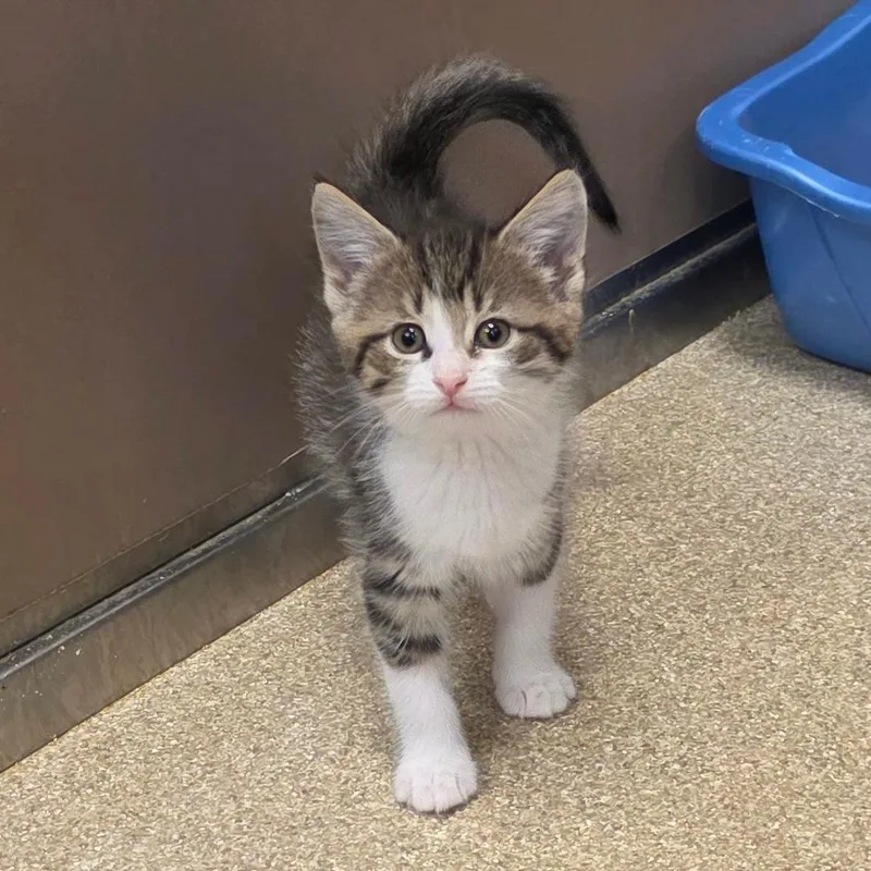 A baby small-sized female Domestic Short Hair cat named Cyndi for adoption in Bristol, IN
