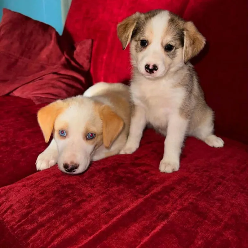 A baby medium-sized female Yellow / Tan / Blond / Fawn Australian Shepherd dog named Daisy for adoption in Chantilly, VA