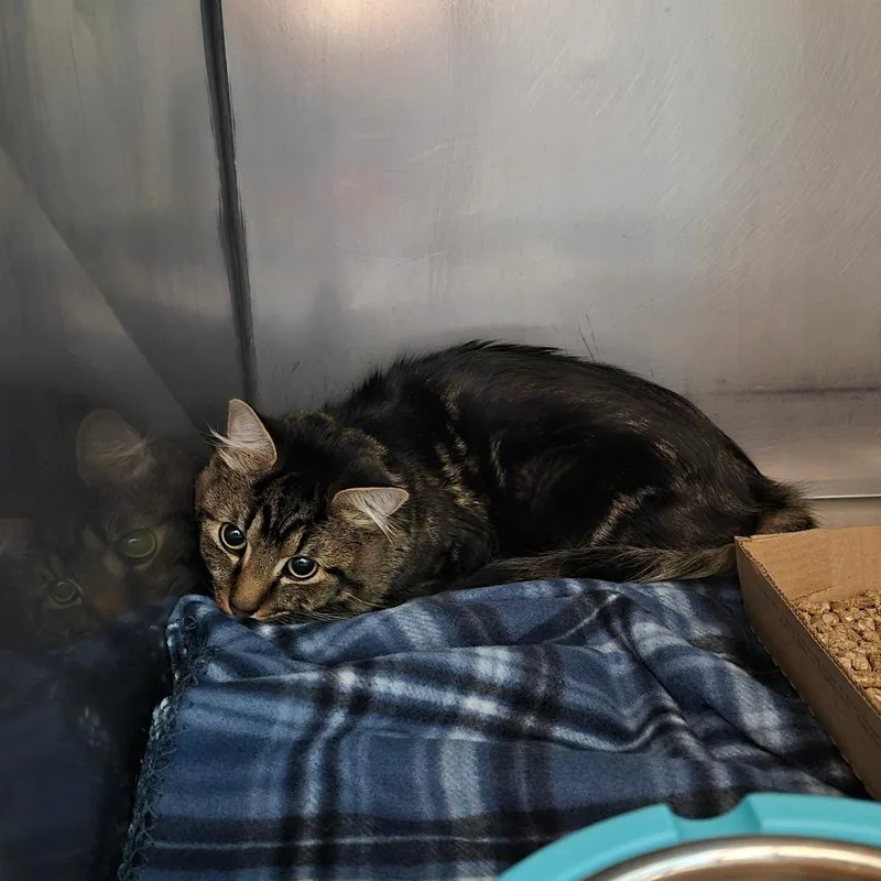 An adult medium-sized male Brown / Chocolate Domestic Medium Hair cat named Mr. Whiskers for adoption in Troy, VA