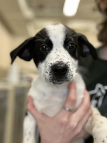 A baby large-sized male Mixed Breed dog named Chicken Nugget for adoption in Munster, IN