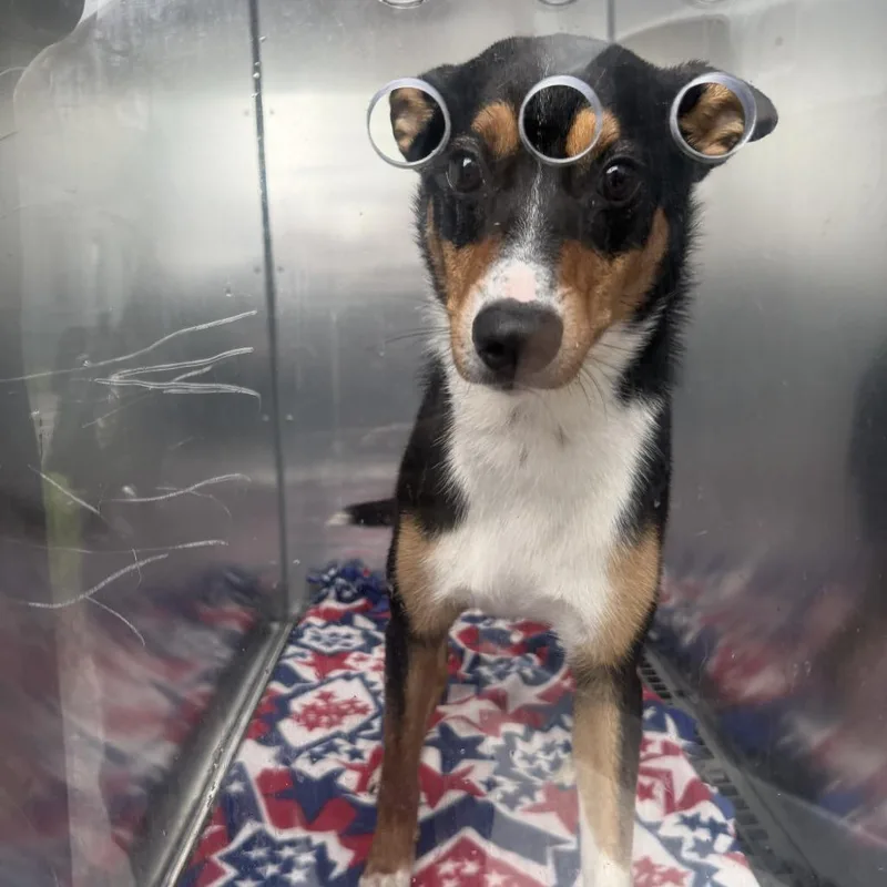 A young medium-sized male Black Mixed Breed dog named Norbert for adoption in Bristol, IN