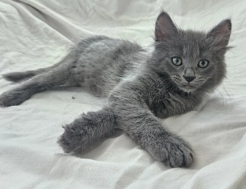 A baby medium-sized male Domestic Long Hair cat named Stan for adoption in St. Helens, OR