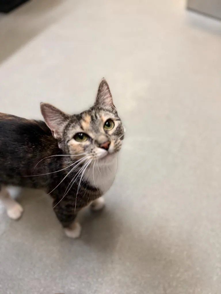 A young medium-sized female Domestic Short Hair cat named Astrid for adoption in Algona, IA