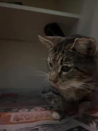 Diego  Felv + thumbnail 2