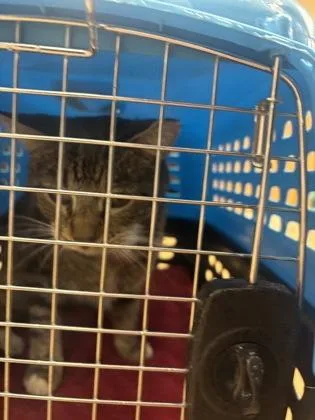 Diego  Felv + thumbnail 3