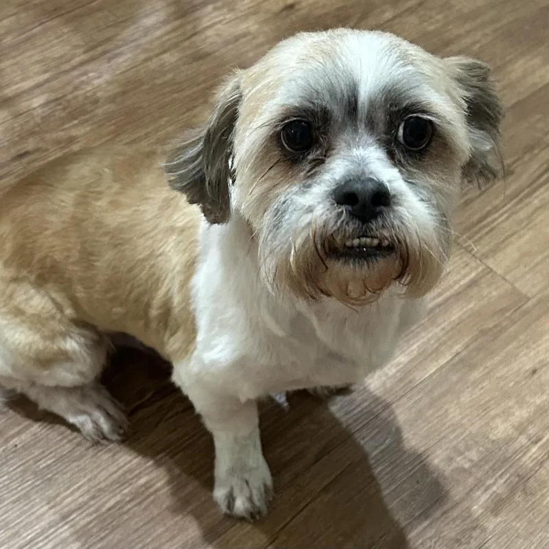 Max Alexander Ii thumbnail 2