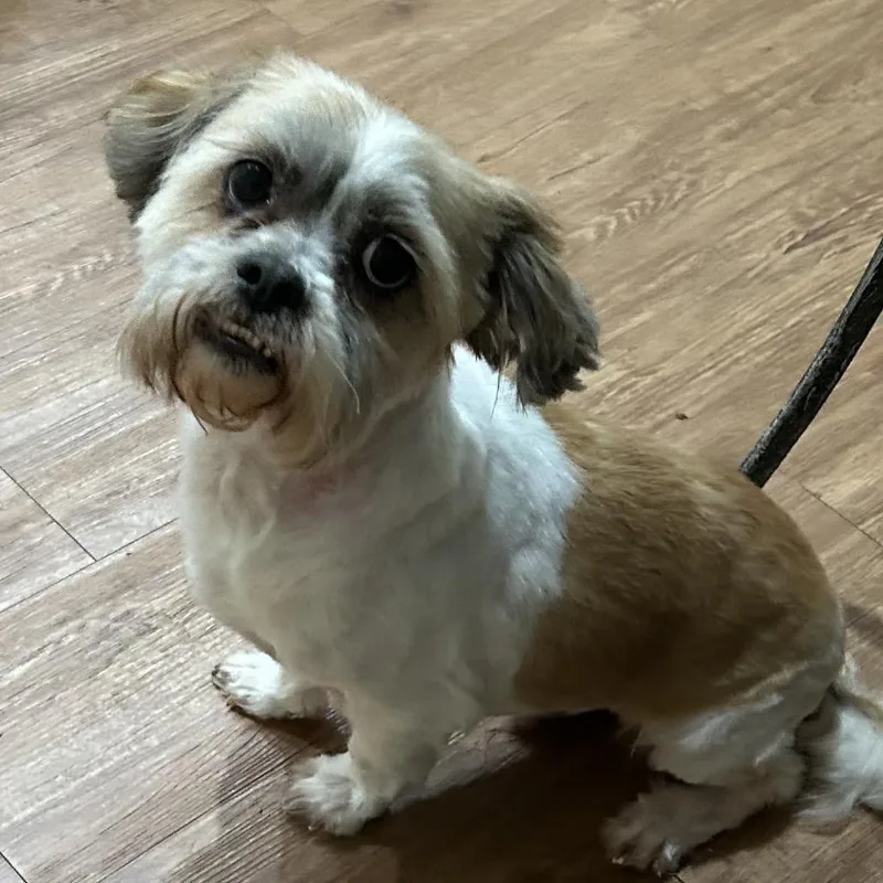 Max Alexander Ii thumbnail 4