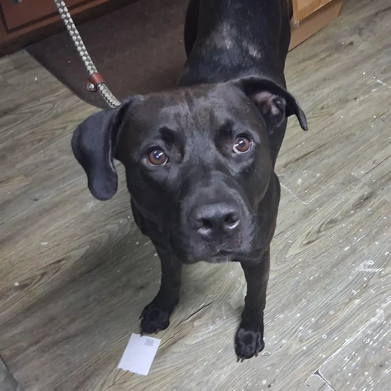 An adult medium-sized male Black Mixed Breed dog named Wizard for adoption in Summerville, SC