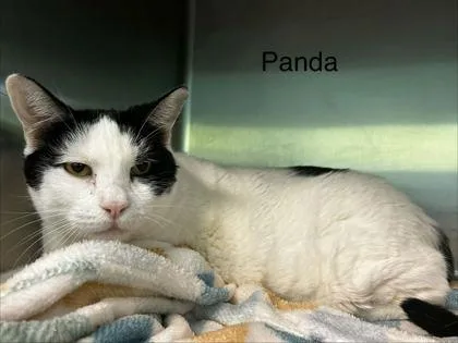 An adult small-sized male Domestic Short Hair cat named Panda for adoption in Spruce Pine, NC