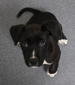 A baby small-sized male Pit Bull Terrier dog named Pr Butch for adoption in Glen Allen, VA