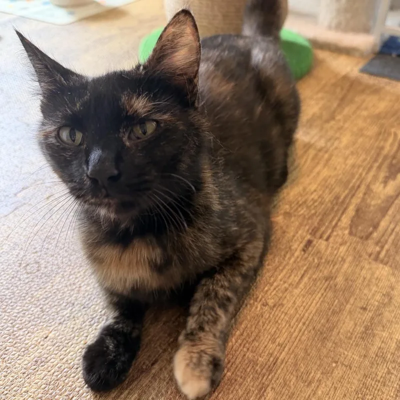 A young medium-sized female Tortoiseshell Domestic Short Hair cat named Raven for adoption in Brownsboro, AL