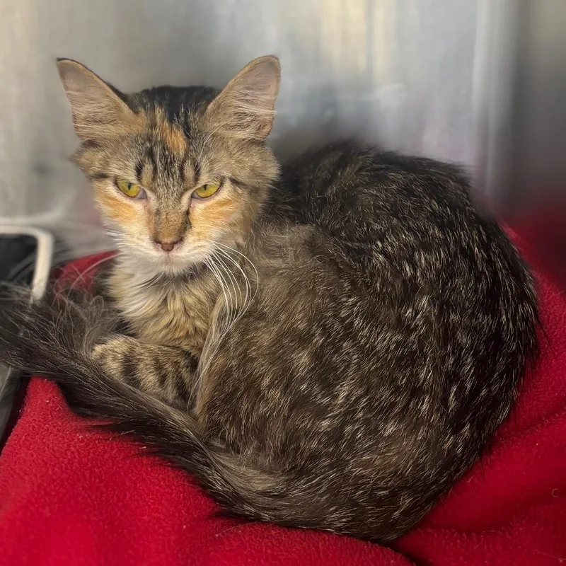 A young small-sized female Black Domestic Medium Hair cat named Hen for adoption in Marshalltown, IA