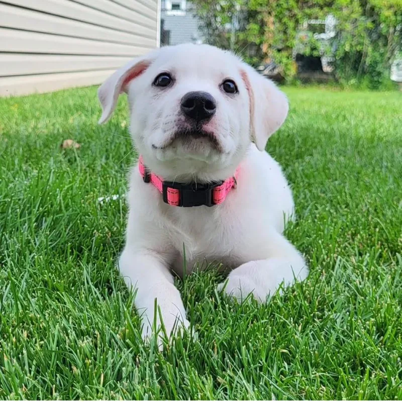 Sophie