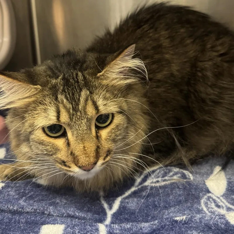 An adult medium-sized female Torbie Domestic Long Hair cat named Calypso for adoption in Murray, UT