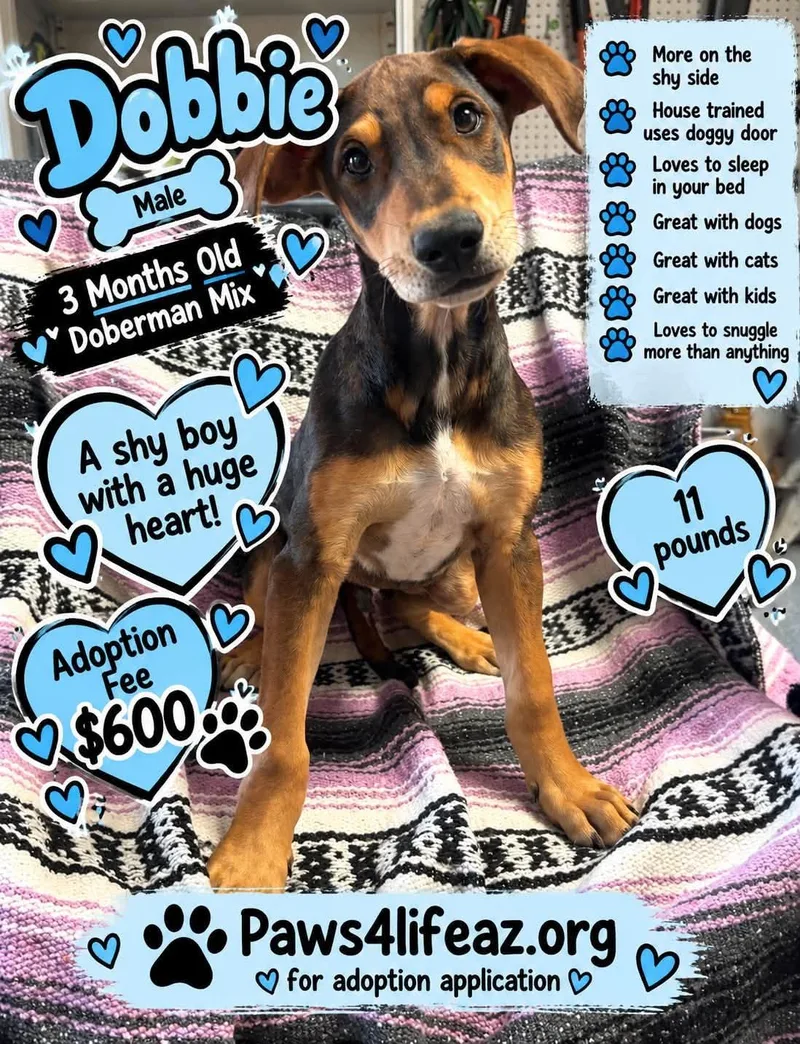 A baby medium-sized male Brown / Chocolate Doberman Pinscher dog named Dobbie for adoption in San Tan Valley, AZ