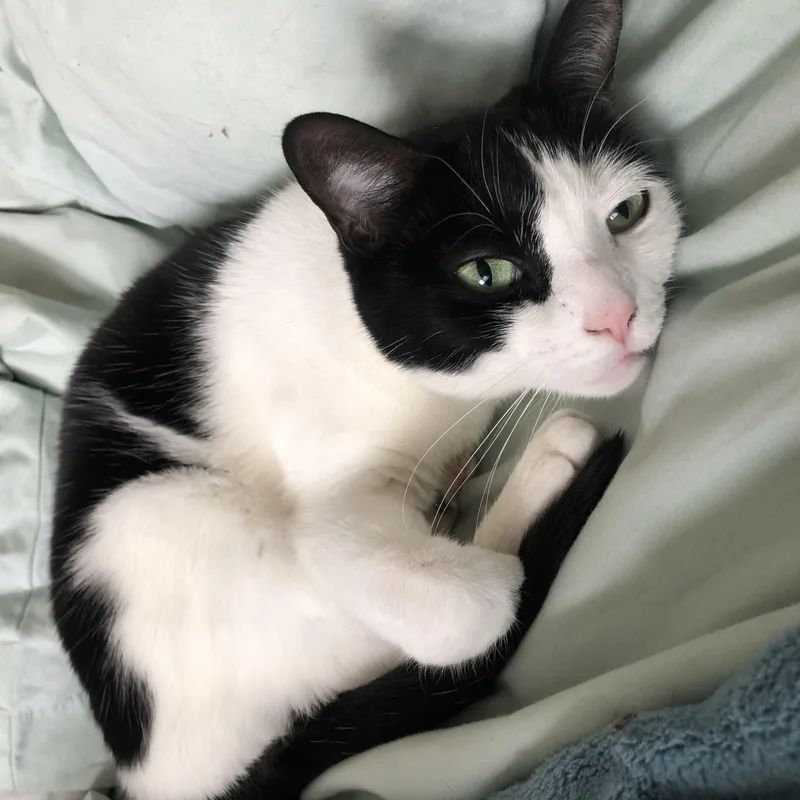 Sweetie   Cuddling
