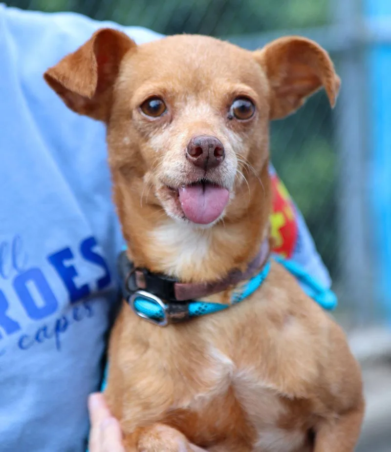 An adult small-sized female Brown / Chocolate Chihuahua dog named Bunny for adoption in Kansas City, KS