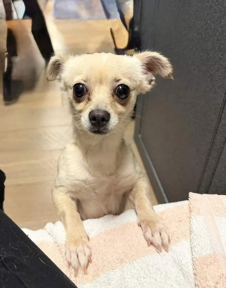 An adult large-sized female Chihuahua dog named Izzy for adoption in Richmond, TX