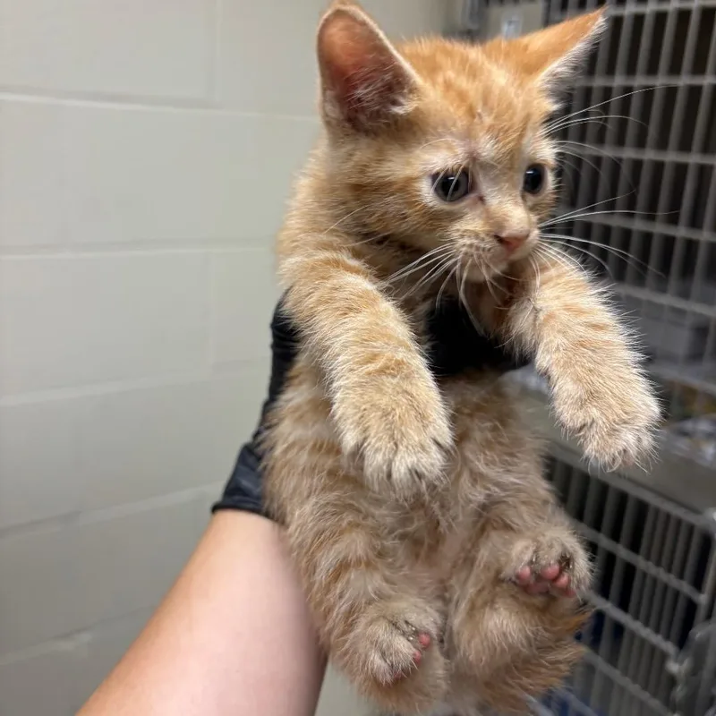 A baby small-sized male Domestic Short Hair cat named Stray Woodsdale Rd for adoption in Roxboro, NC