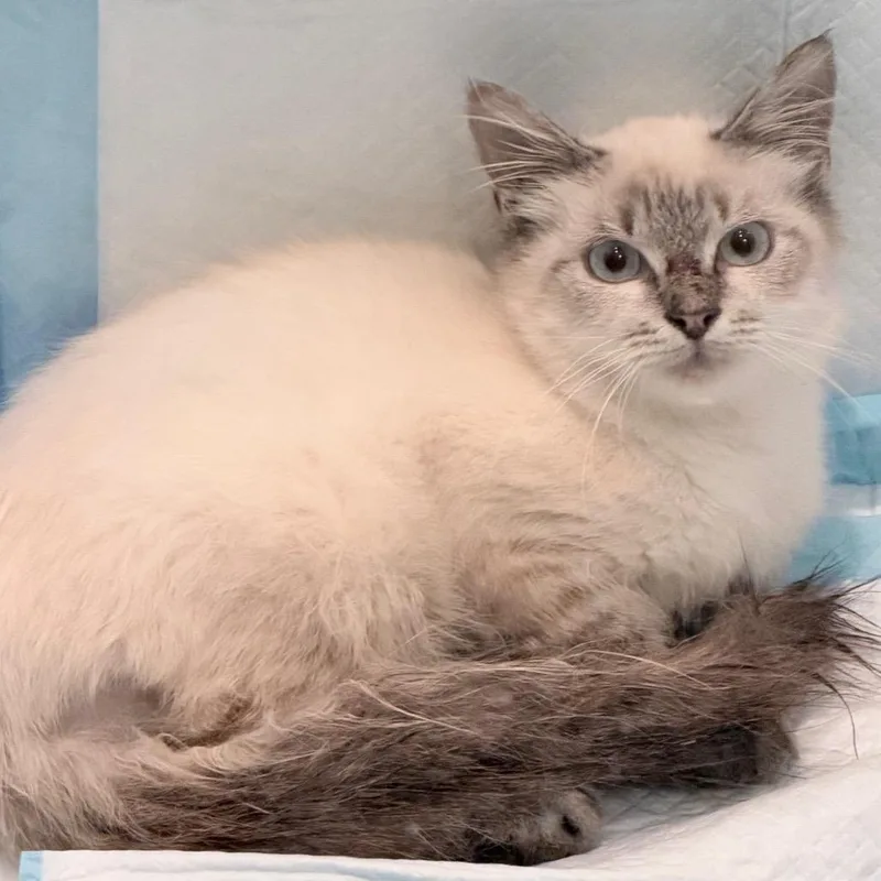 A young small-sized male Gray / Blue / Silver Domestic Medium Hair cat named Beau for adoption in Charlotte, NC