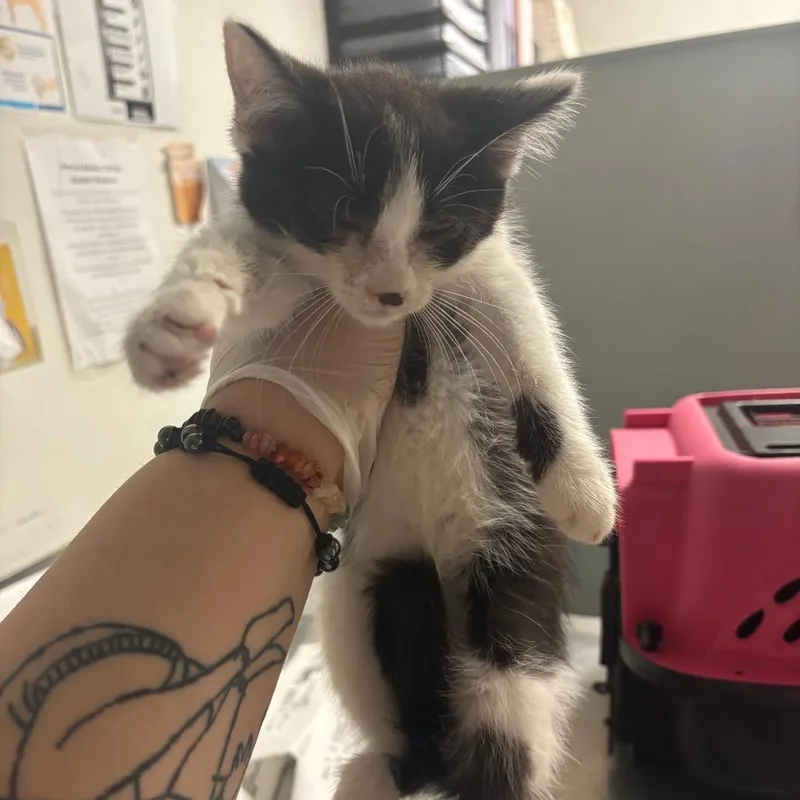 A baby small-sized female Black Domestic Short Hair cat named Charlotte for adoption in Charleston, WV