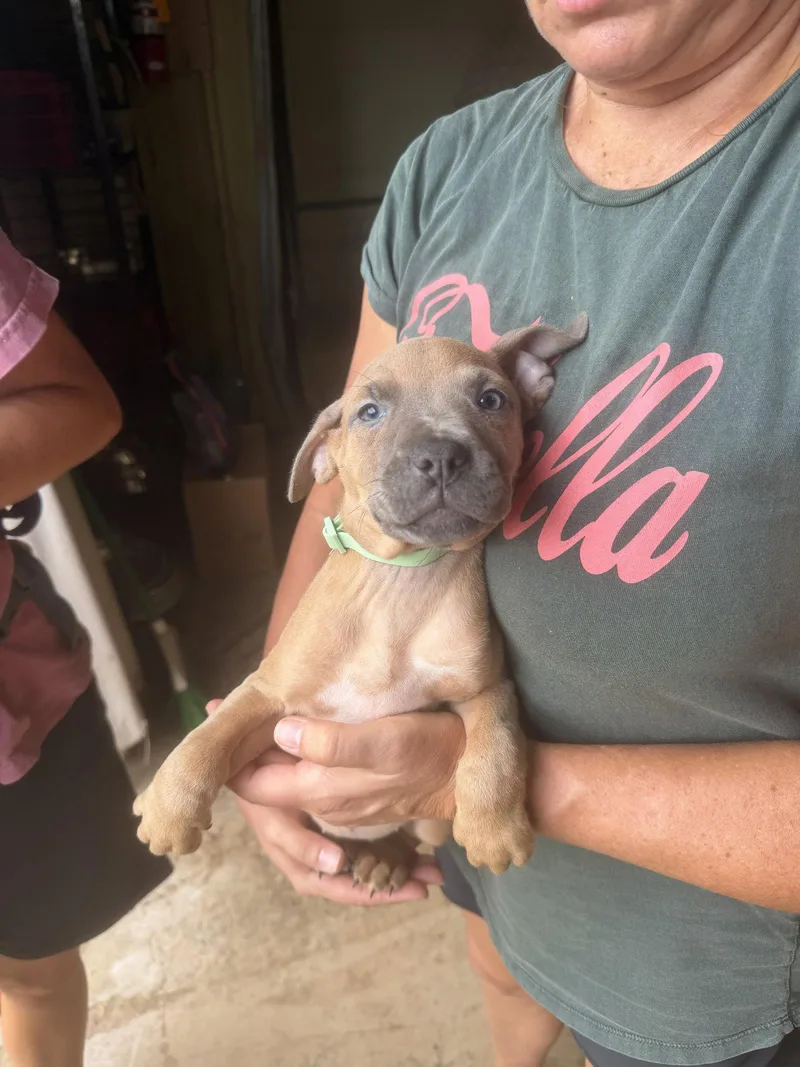 A baby medium-sized female Mixed Breed dog named Swift for adoption in Jackson, MS