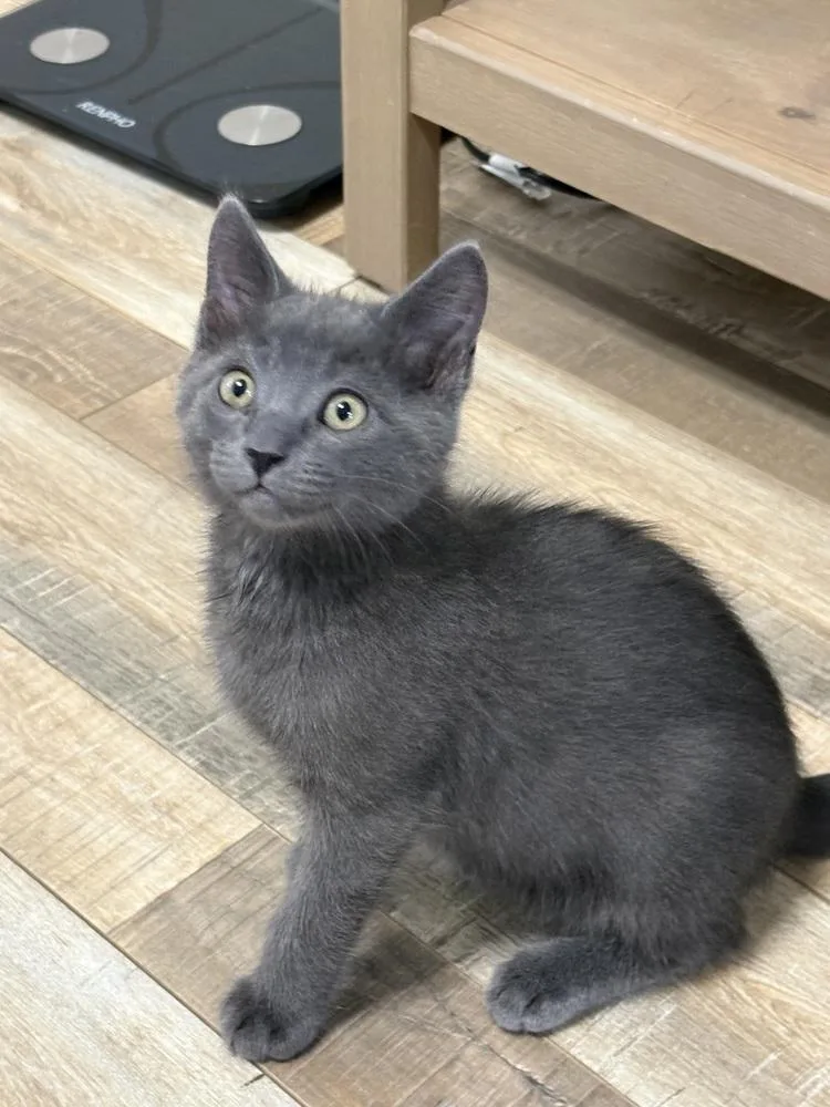 A baby small-sized male Gray / Blue / Silver Domestic Short Hair cat named Hairy Pawter Breech for adoption in Galt, CA