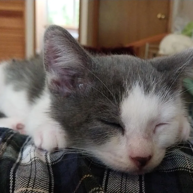 A baby small-sized female Gray & White Domestic Short Hair cat named Bessie and Ferdinand for adoption in WINLOCK, WA