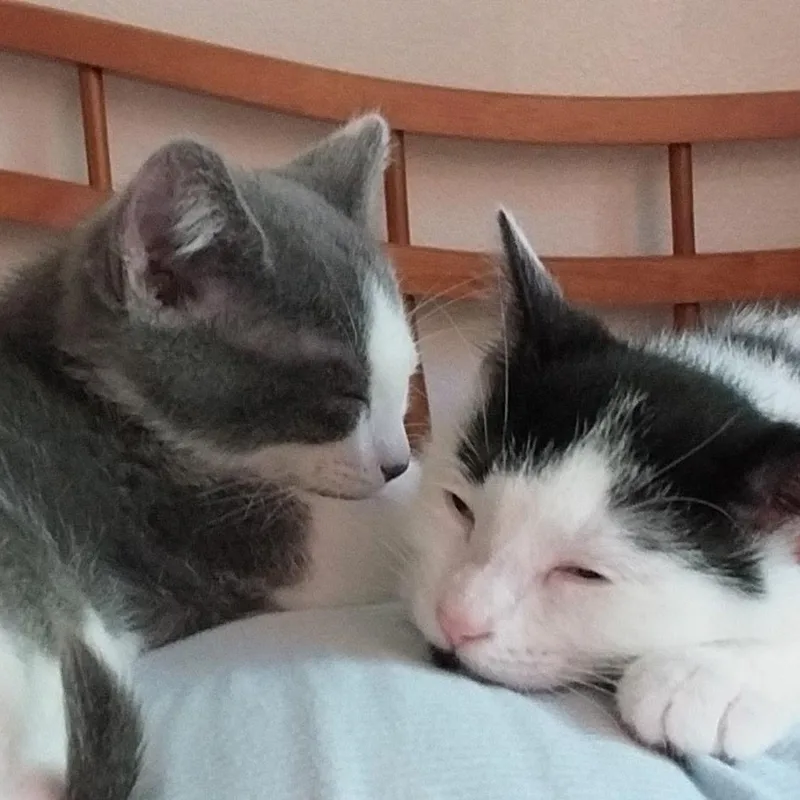 Bessie and Ferdinand thumbnail 2