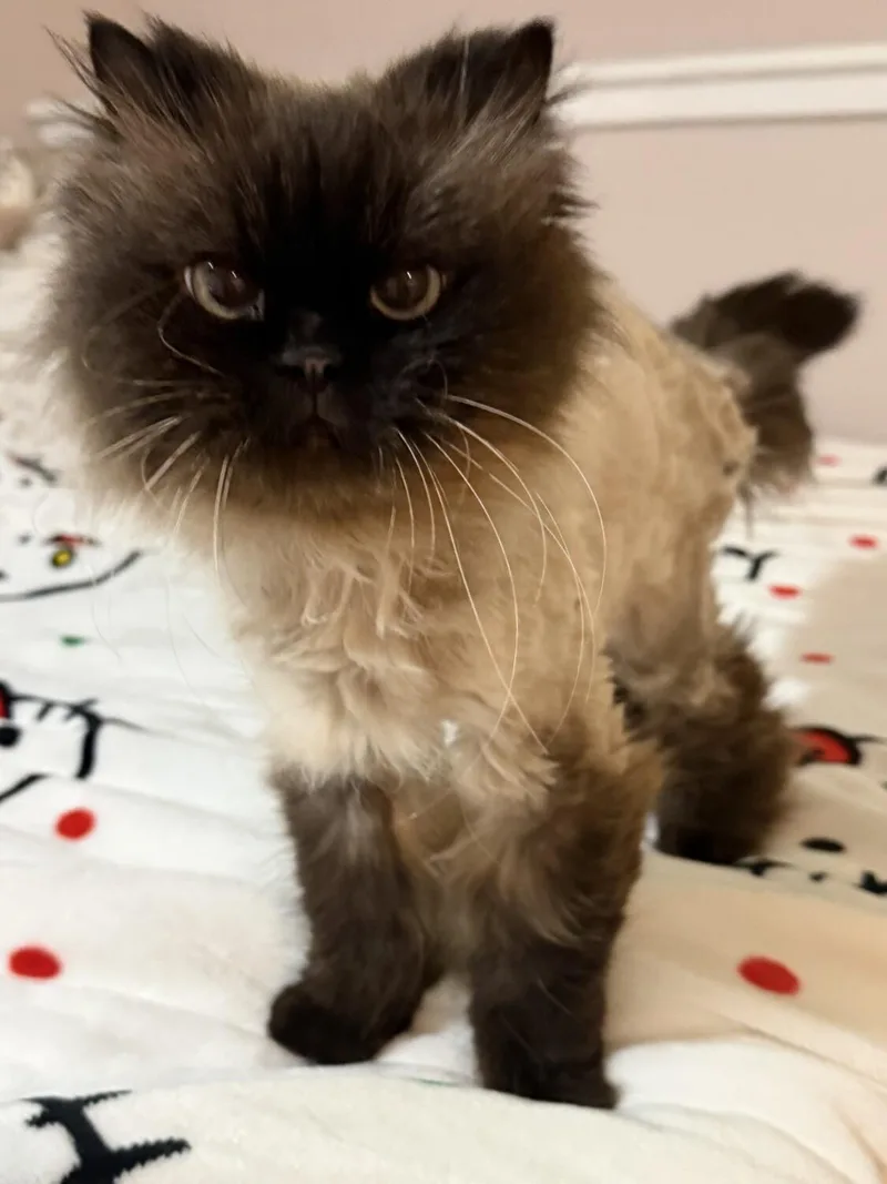 An adult small-sized female Seal Point Himalayan cat named Kit for adoption in Kenosha, WI