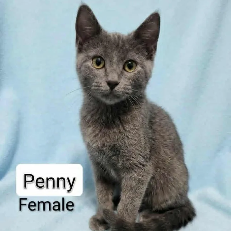 Penny thumbnail 2