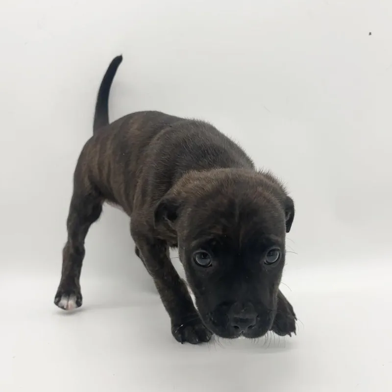A baby medium-sized male Black Mixed Breed dog named Hei Hei for adoption in Plainfield, IL