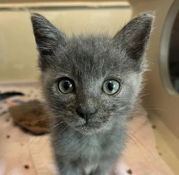 A baby small-sized male Domestic Short Hair cat named Edwin for adoption in Oakland, CA
