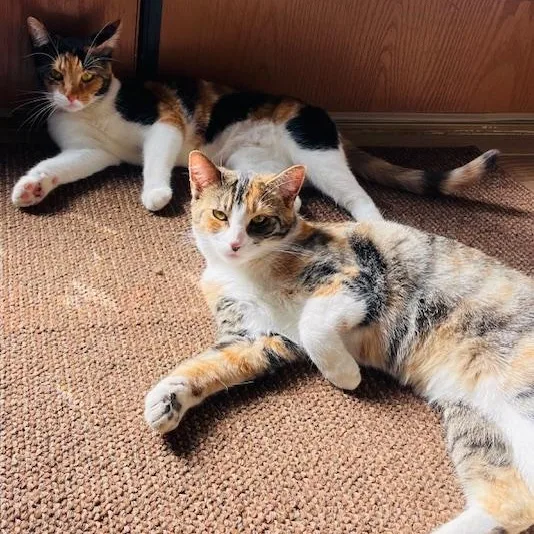 A young medium-sized female Calico cat named Mama Cat for adoption in Long Beach, MS