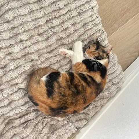 Mama Cat thumbnail 4
