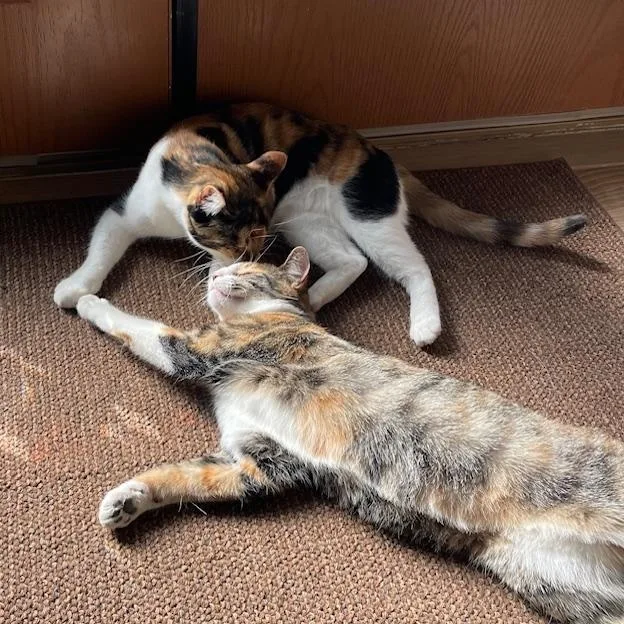 Mama Cat thumbnail 6