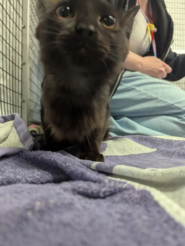 A baby medium-sized female Domestic Medium Hair cat named Wendy for adoption in Raleigh, NC